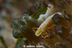 Imperator shrimp hiding in the coat of a giant nudibranch by Andrew Green 